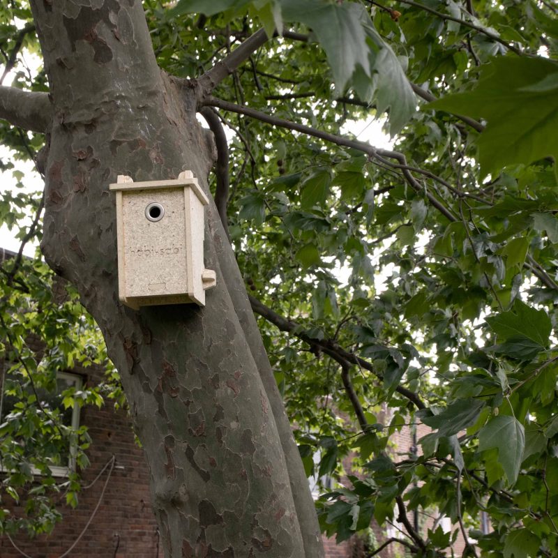 little bird box installed on trunk of London plane tree with brick façade in background